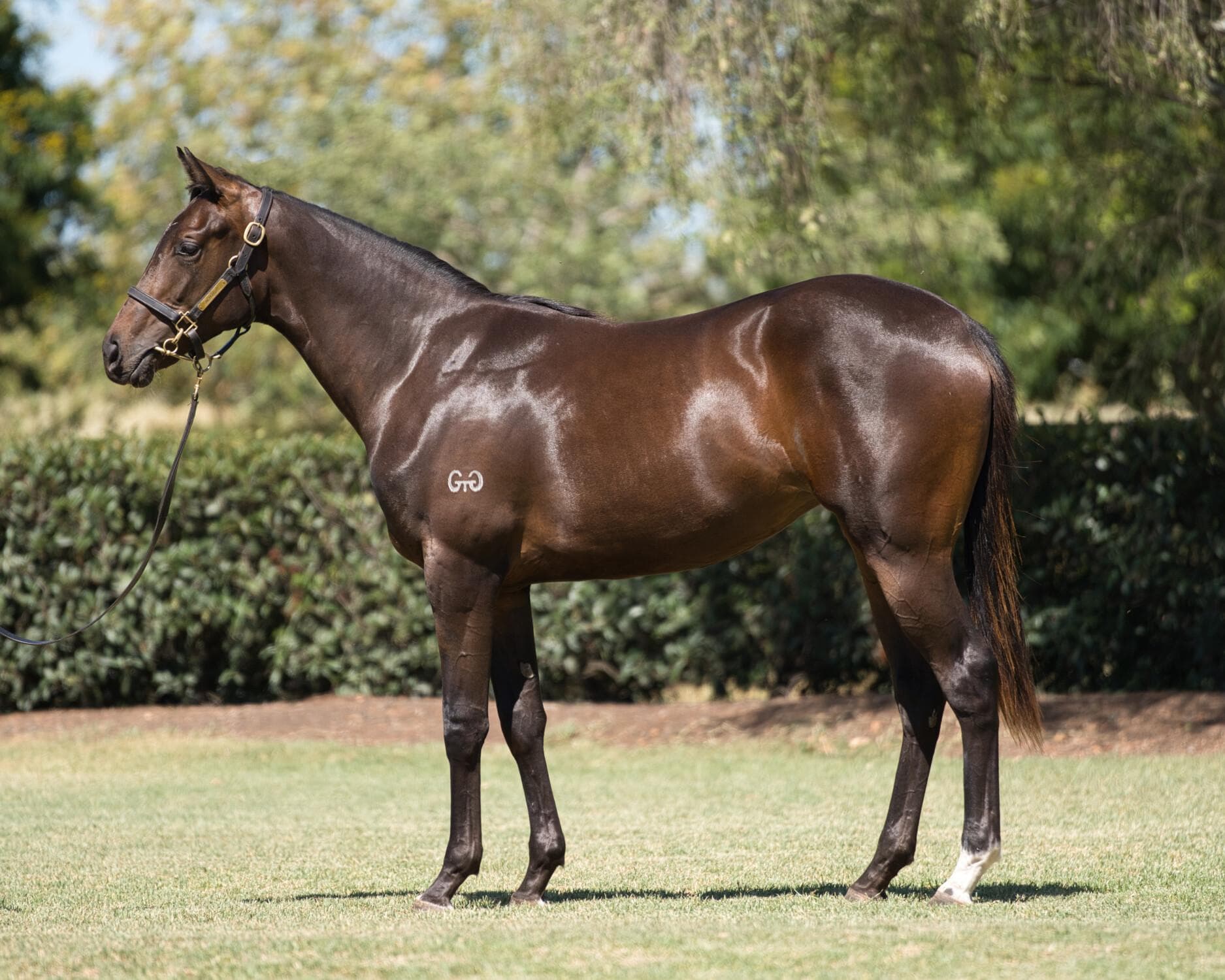 Anamoe x Secretly - Filly