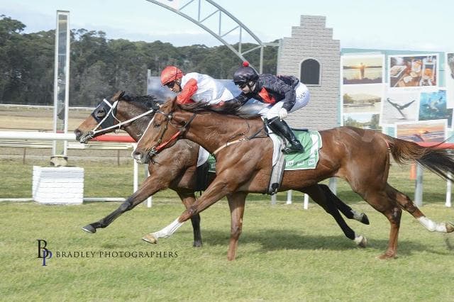 Stonecoat Back in the Winner’s Circle with Gritty Moruya Victory